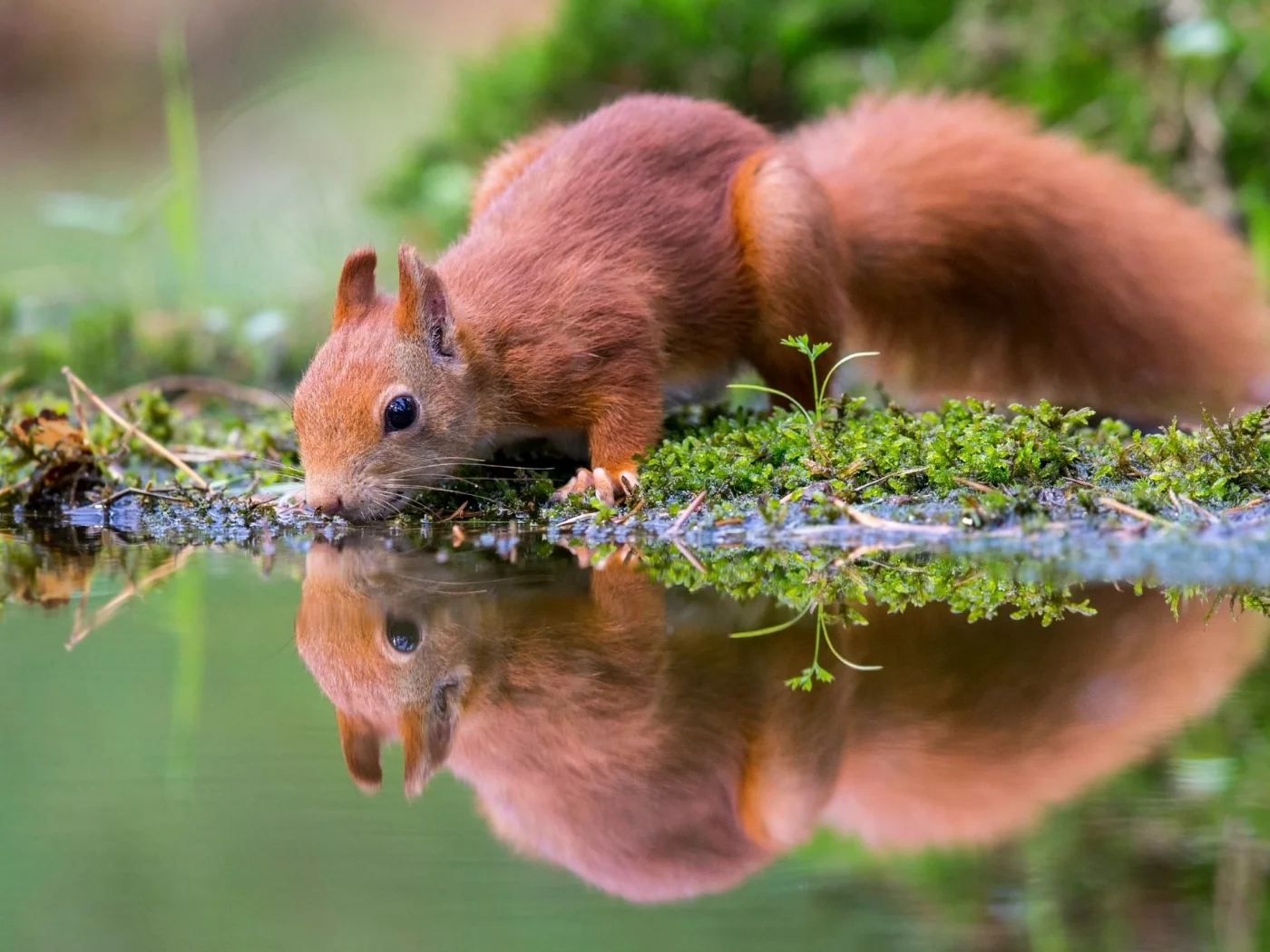 вода, мох, водоём, белка, грызун, природа, отражение, водопой, животное, зверёк
