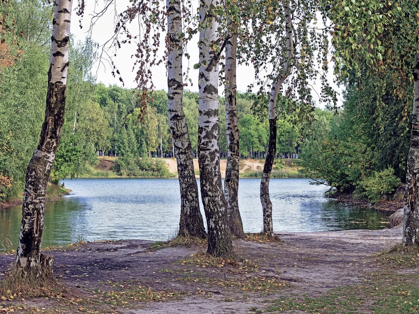 лес, берёзки, forest, birch, trees, river, sunrise, grass, green, leaves, mist, moss, day, trees, forest, fallen, park, green, nature, landscapes, trees, forest, trail, woods, leaves, sunrise, see, sun, day, summer, wide
