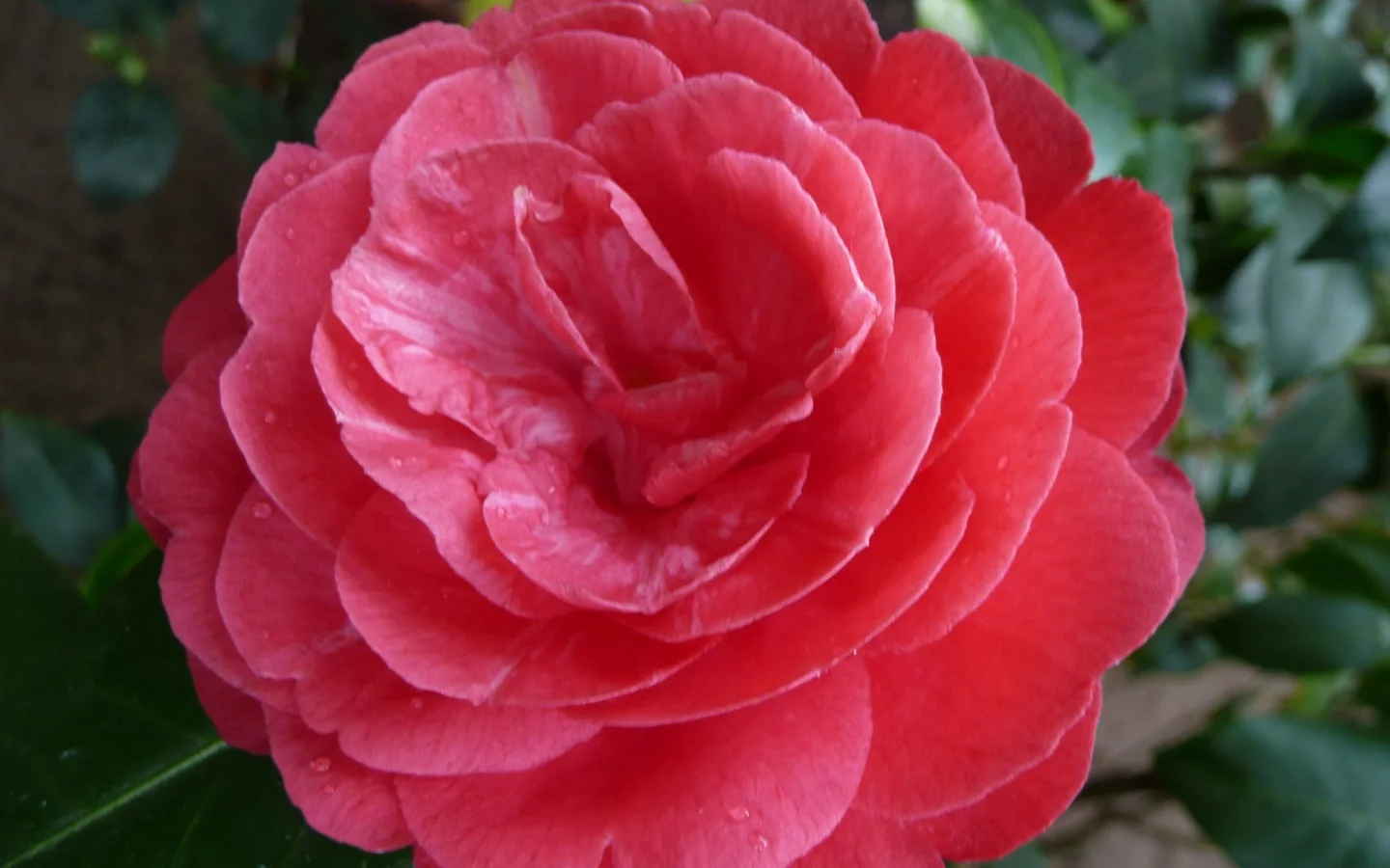 ho4hoj, camelia