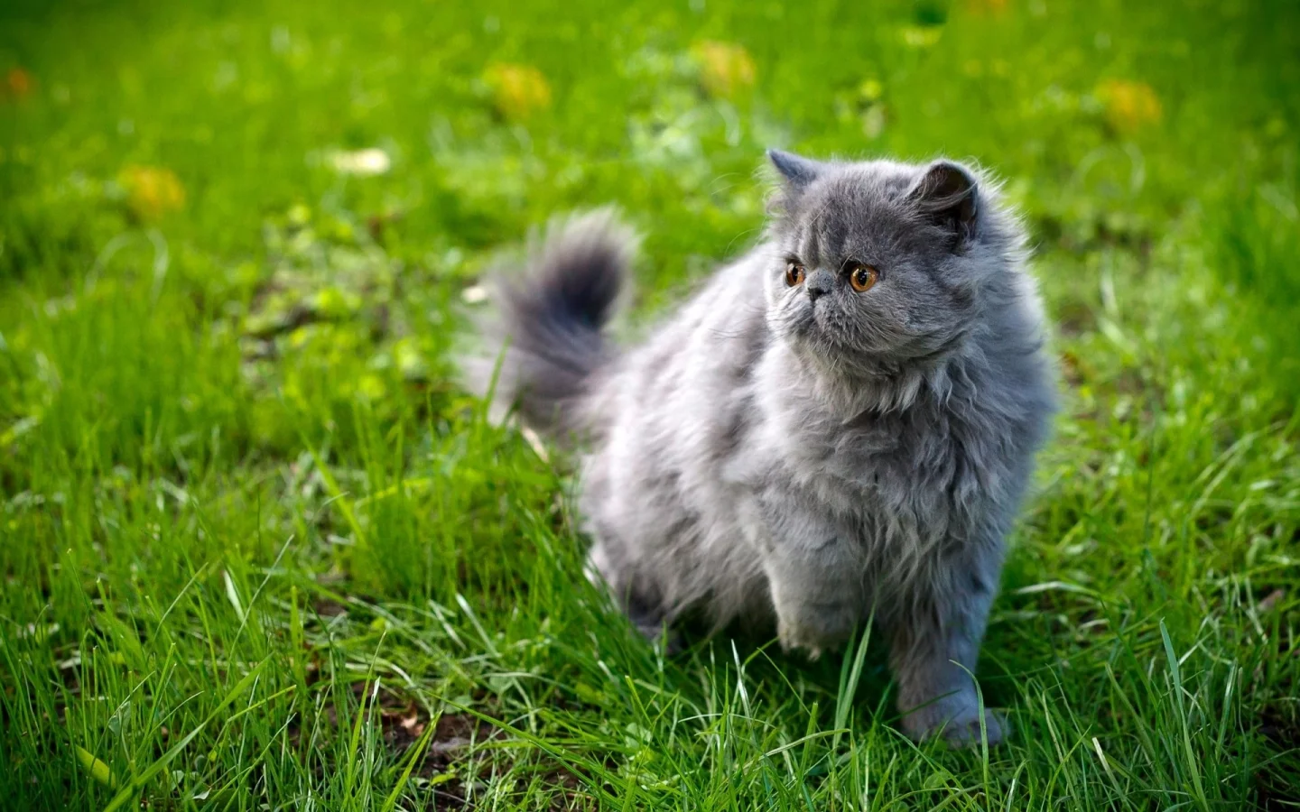 кошка, киса, кот