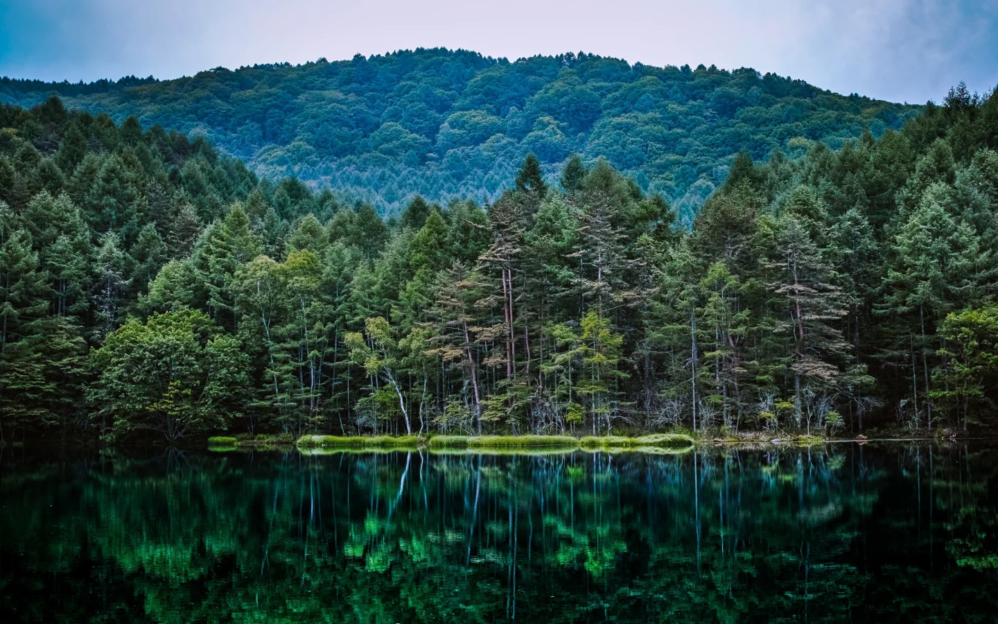 природа, леса, отражение, водоем