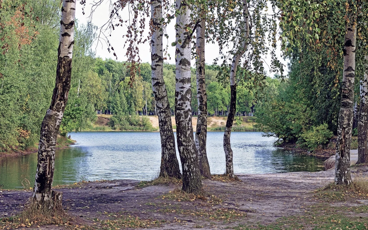 лес, берёзки, forest, birch, trees, river, sunrise, grass, green, leaves, mist, moss, day, trees, forest, fallen, park, green, nature, landscapes, trees, forest, trail, woods, leaves, sunrise, see, sun, day, summer, wide