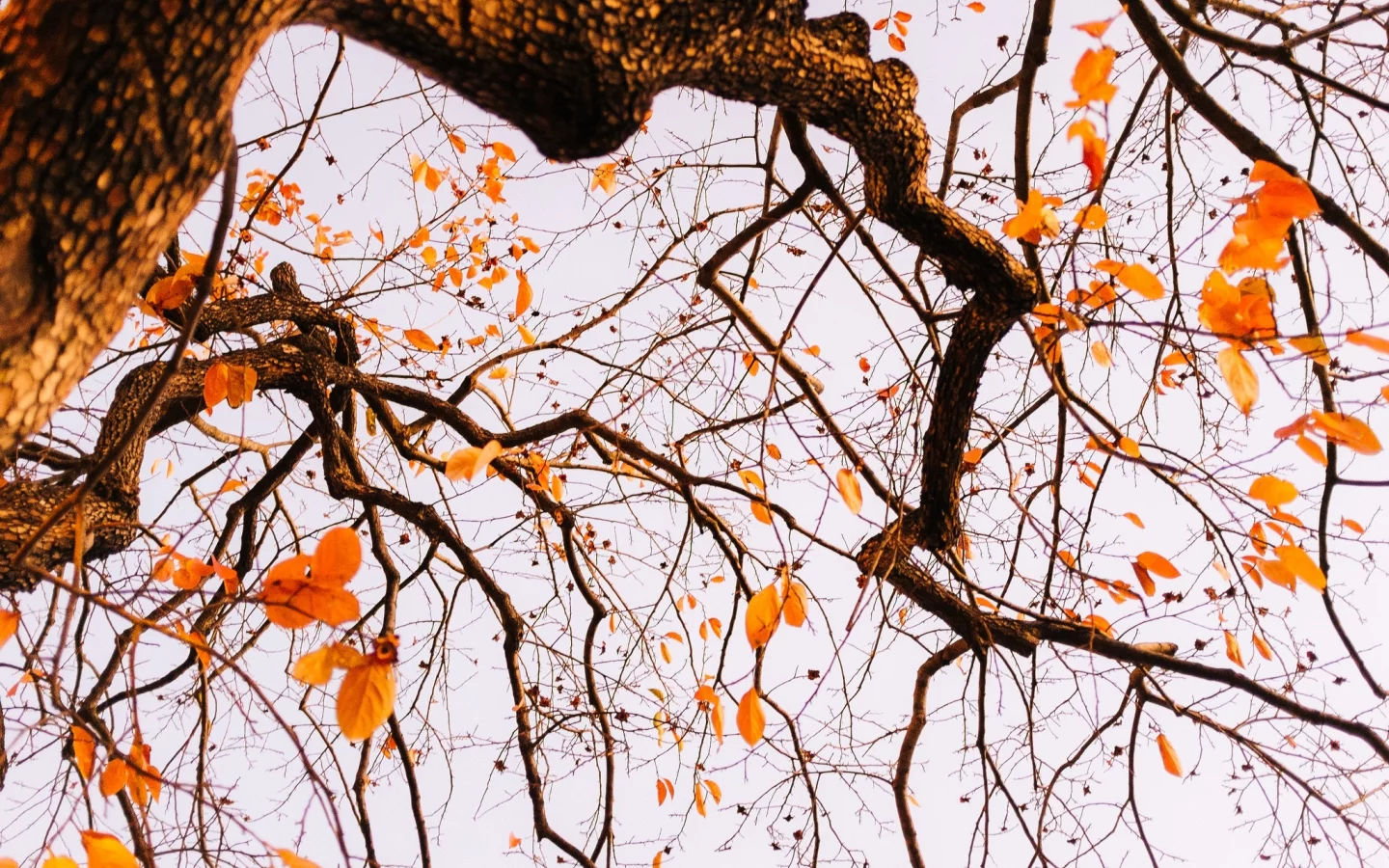 tree, autumn, leaves, branches