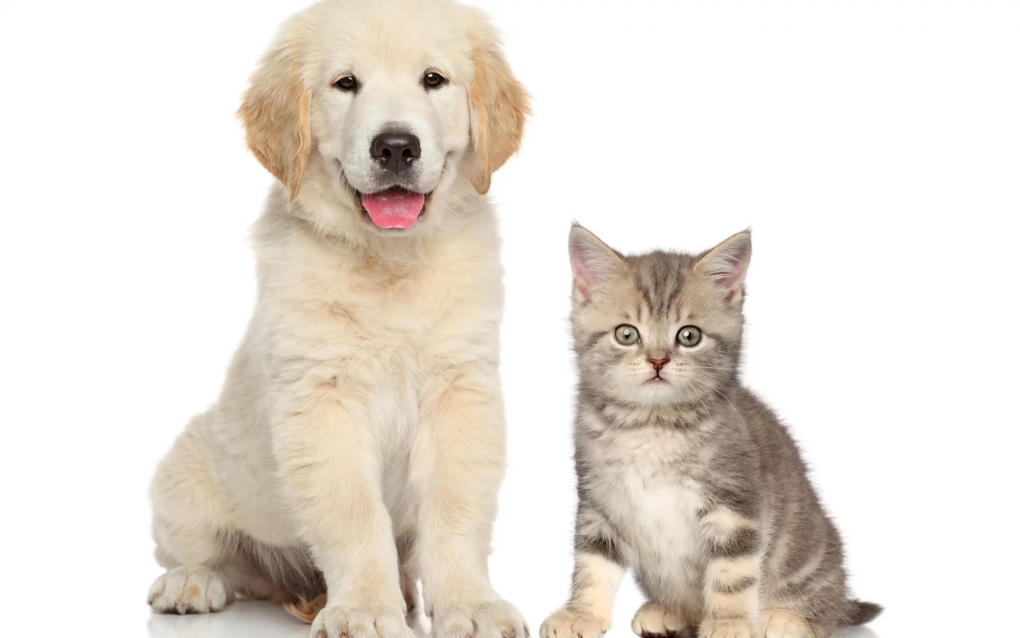 друзья, котенок, ретривер, puppy, щенок, малыши, kittens