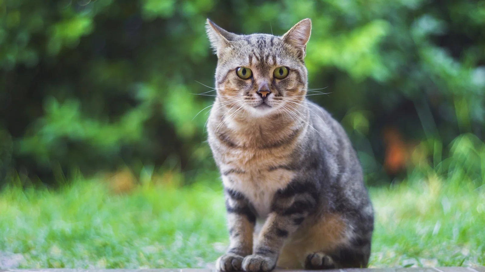 котейка, взгляд, фон