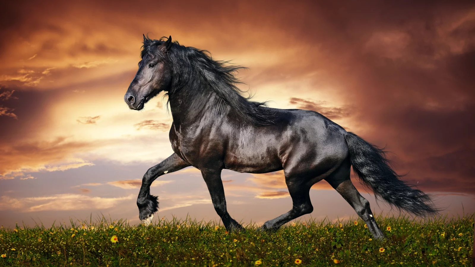 конь, жеребец, лошадь, луг, horse, stallion, horse, meadow, sun, summer, see, front, black, smile, flowers, field, sun, summer, see, nice, wide