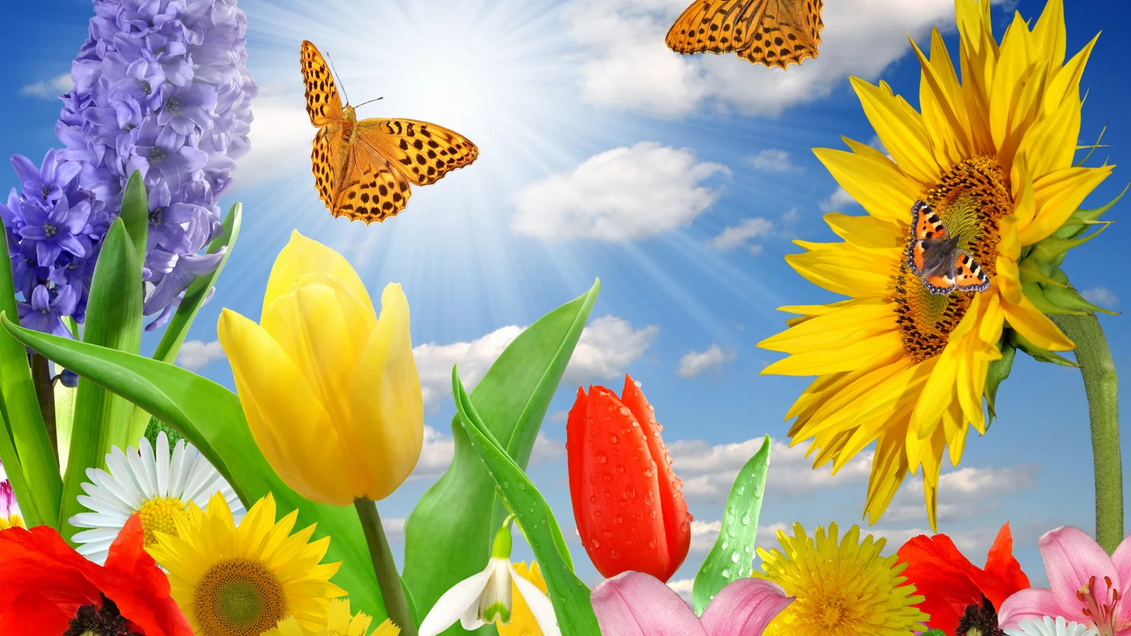 цветы, бабочки, flowers, butterflies, meadow, see, front, solar, smile, flowers, field, sun, summer, see, nice, wide