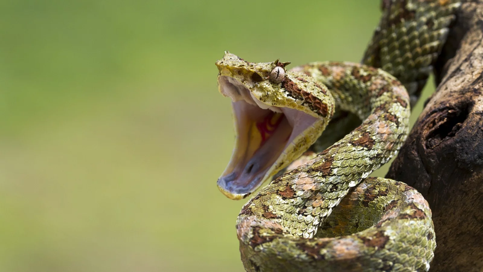 mouth, eye, branch, reptile, snakes