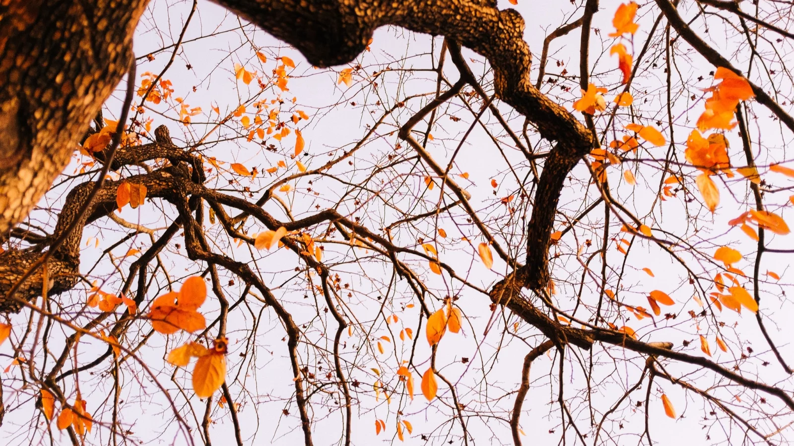 tree, autumn, leaves, branches