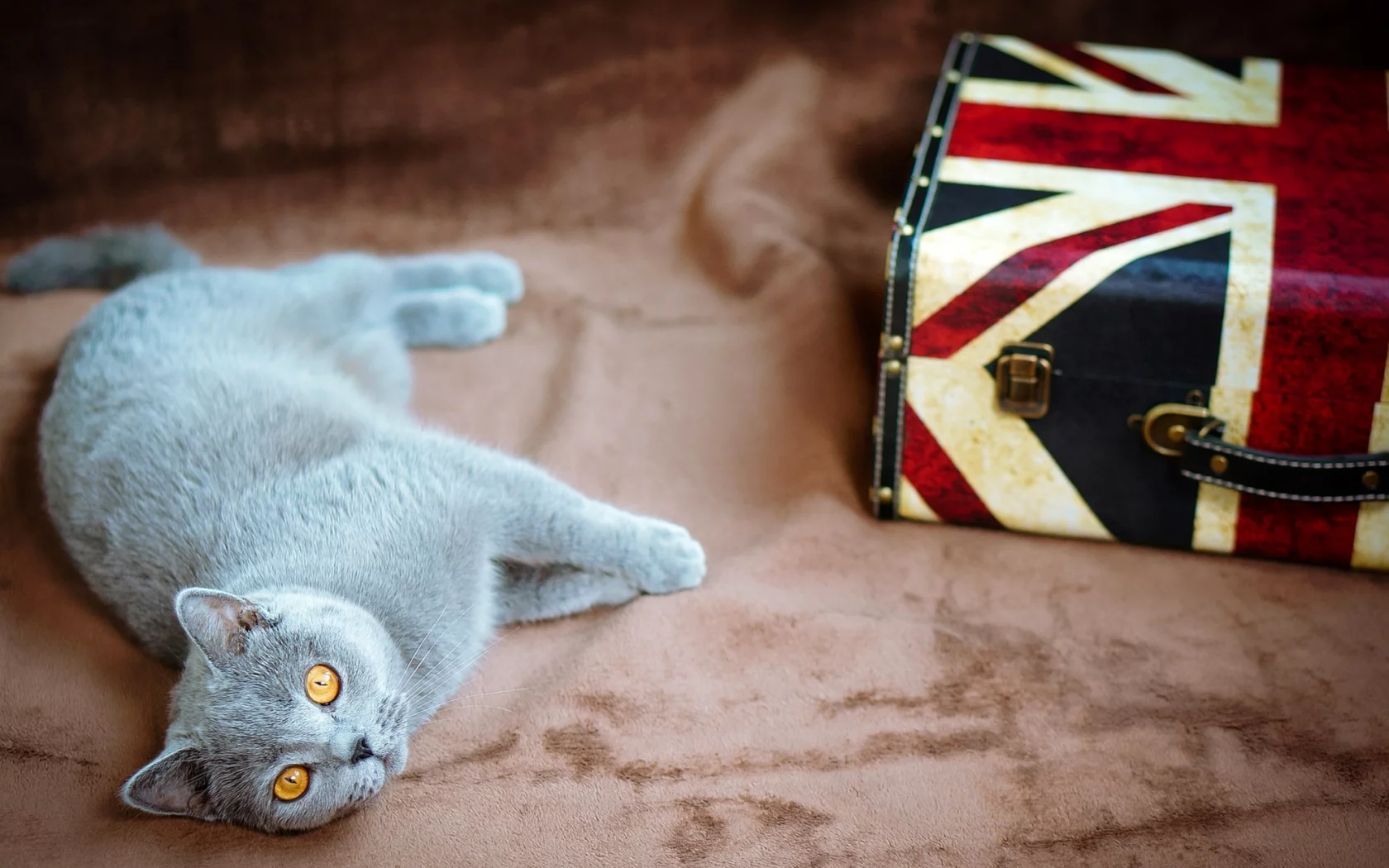 кошка, киса, кот