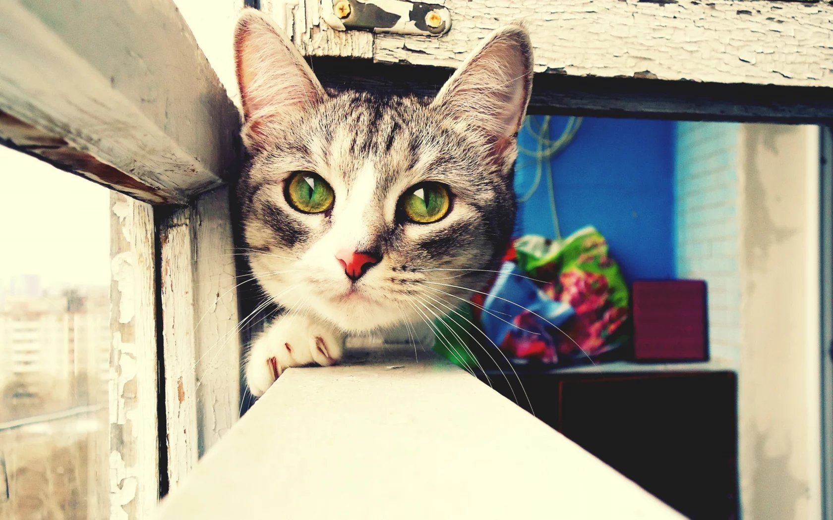 кошка, киса, кот