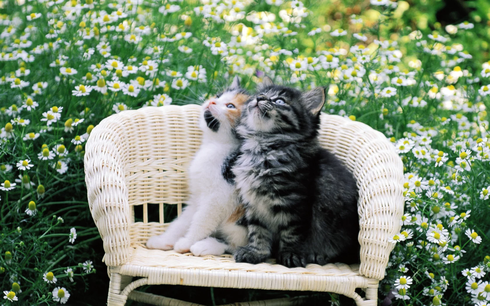 кошка, киса, кот