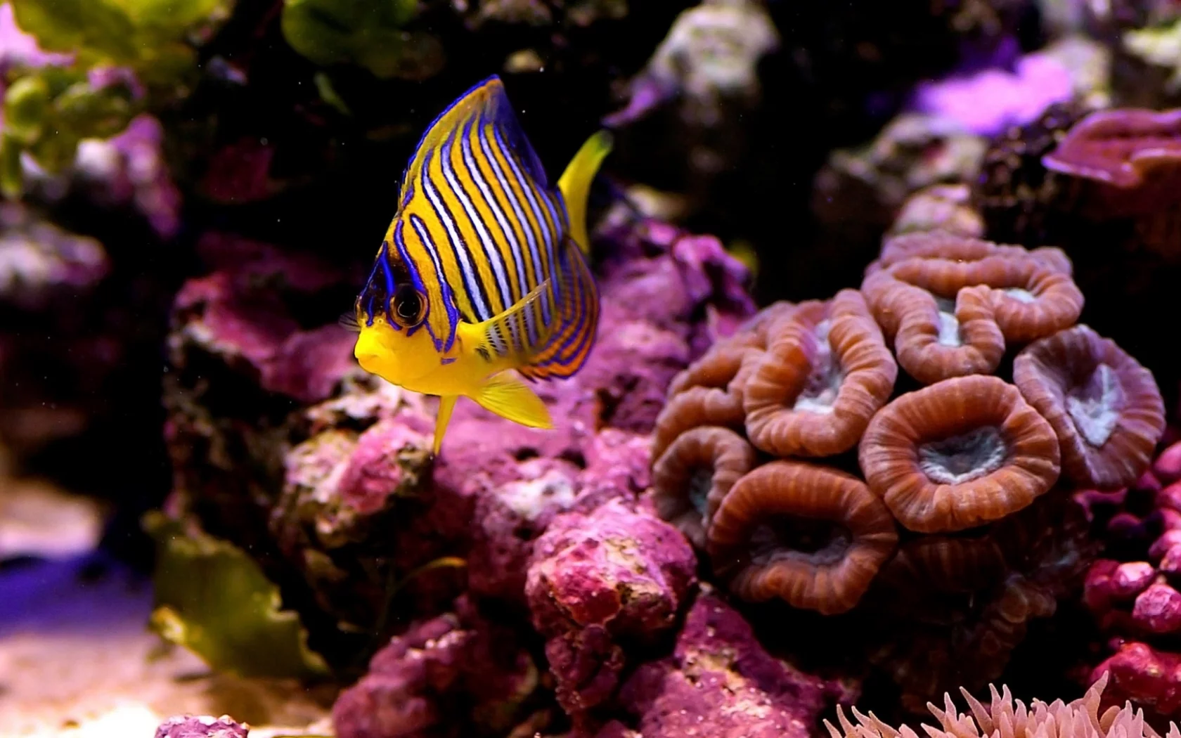 кораллы, море, рыбка, макро, дно