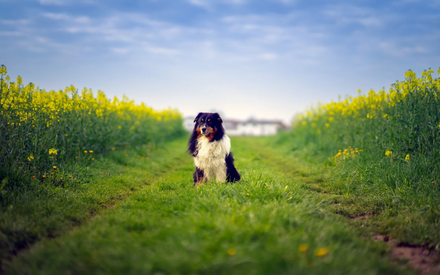 dog, australian shepherd, farm, field, way