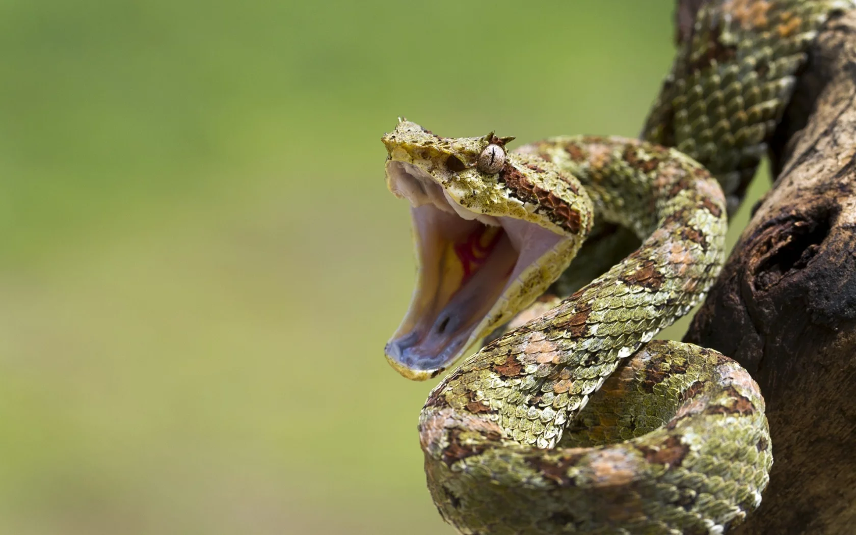 mouth, eye, branch, reptile, snakes