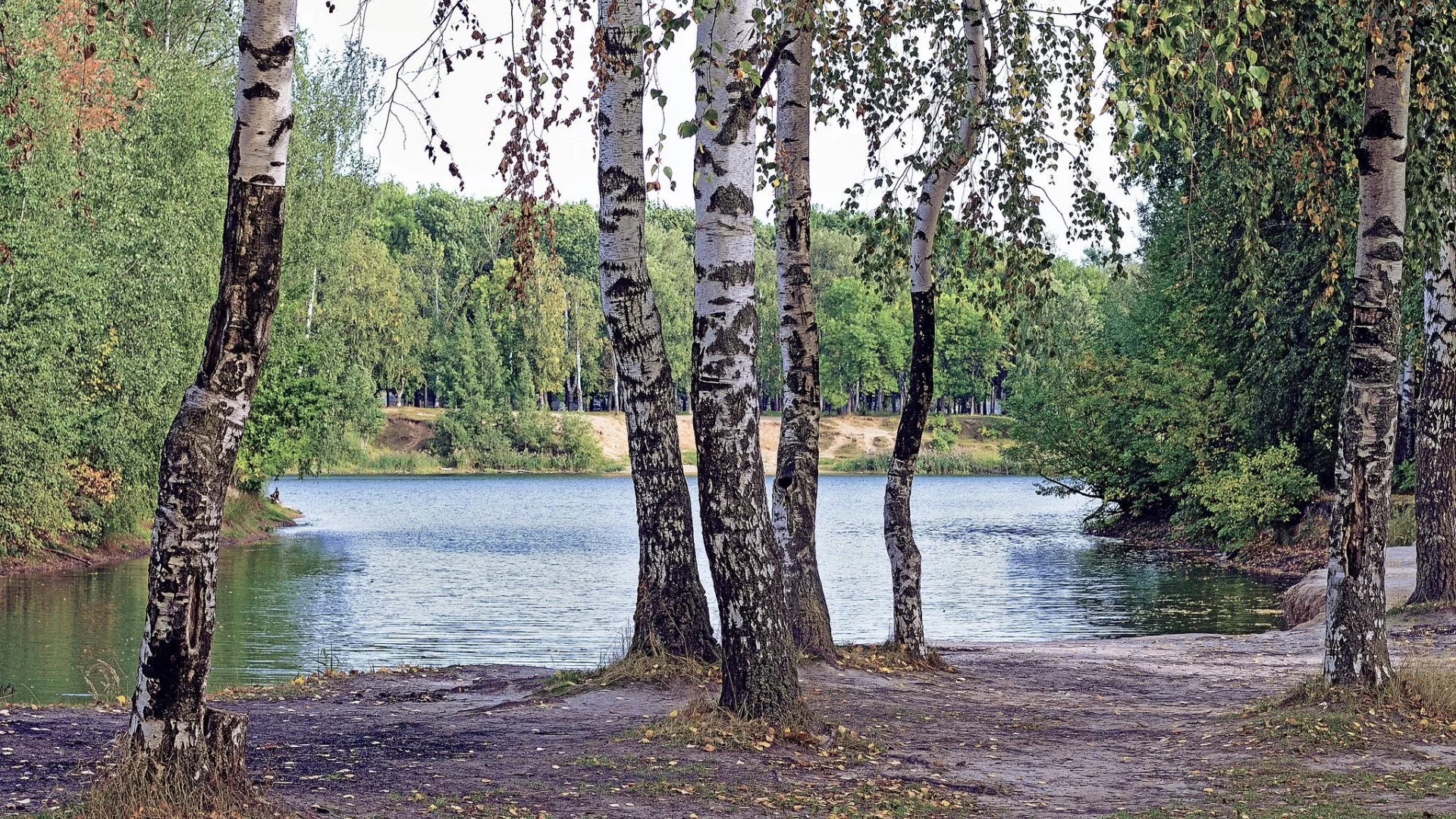 лес, берёзки, forest, birch, trees, river, sunrise, grass, green, leaves, mist, moss, day, trees, forest, fallen, park, green, nature, landscapes, trees, forest, trail, woods, leaves, sunrise, see, sun, day, summer, wide