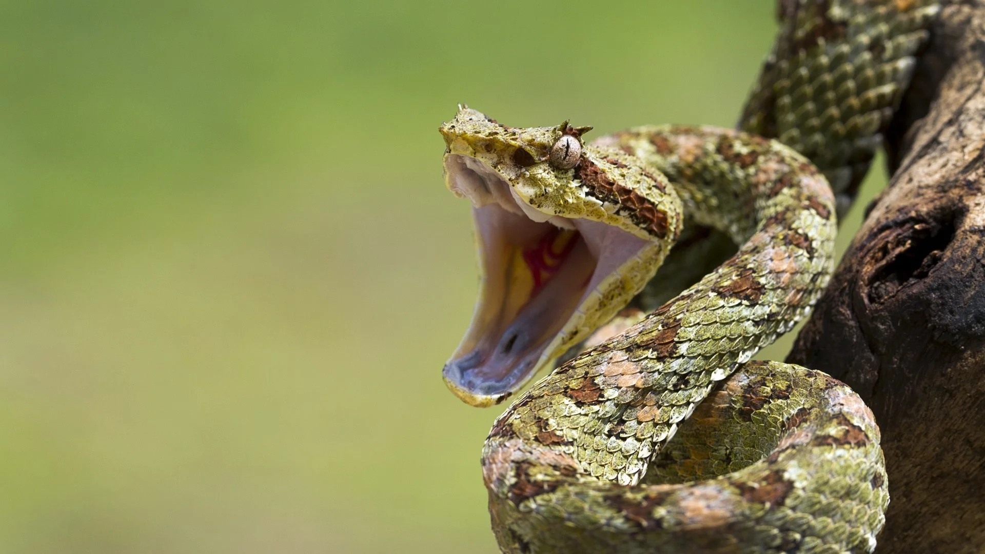 mouth, eye, branch, reptile, snakes