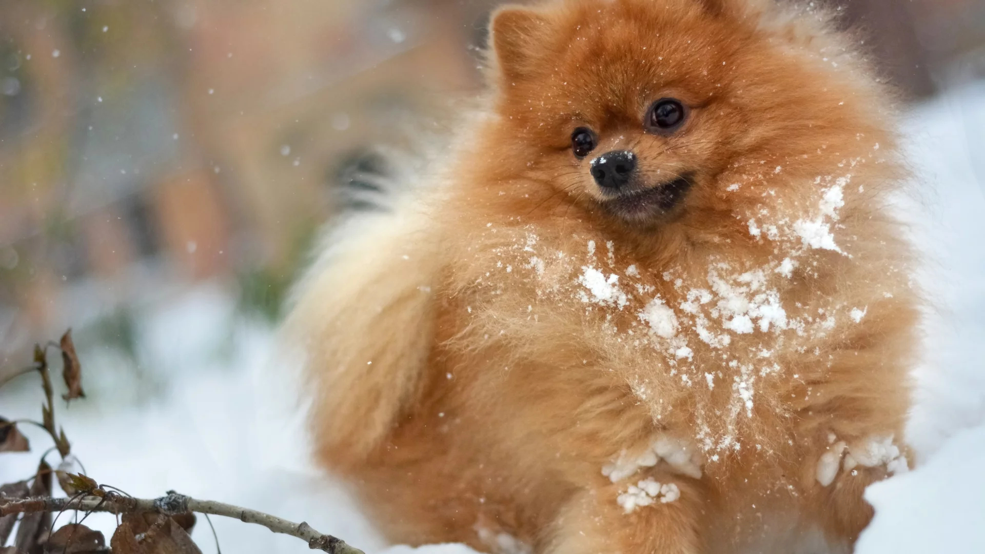 собака, зима, leaves, stick, рыжий, лохматый, мохнатый