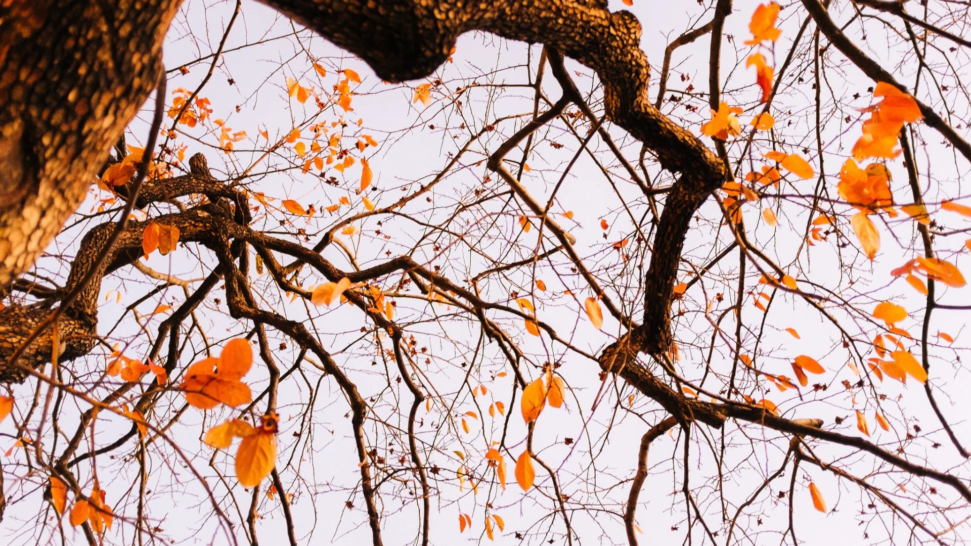tree, autumn, leaves, branches