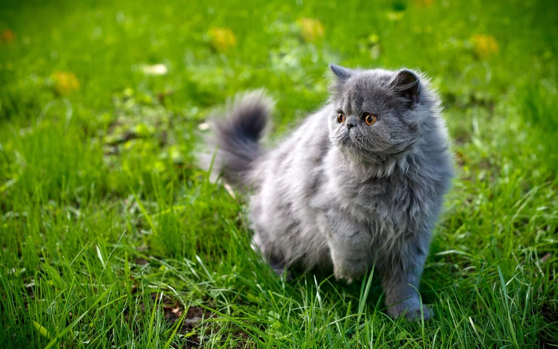 кошка, киса, кот
