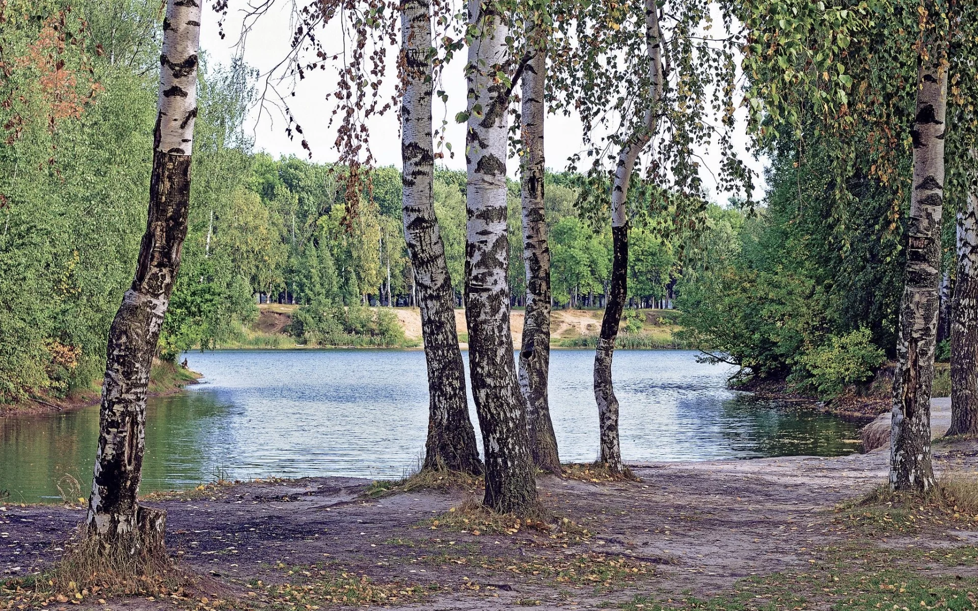 лес, берёзки, forest, birch, trees, river, sunrise, grass, green, leaves, mist, moss, day, trees, forest, fallen, park, green, nature, landscapes, trees, forest, trail, woods, leaves, sunrise, see, sun, day, summer, wide