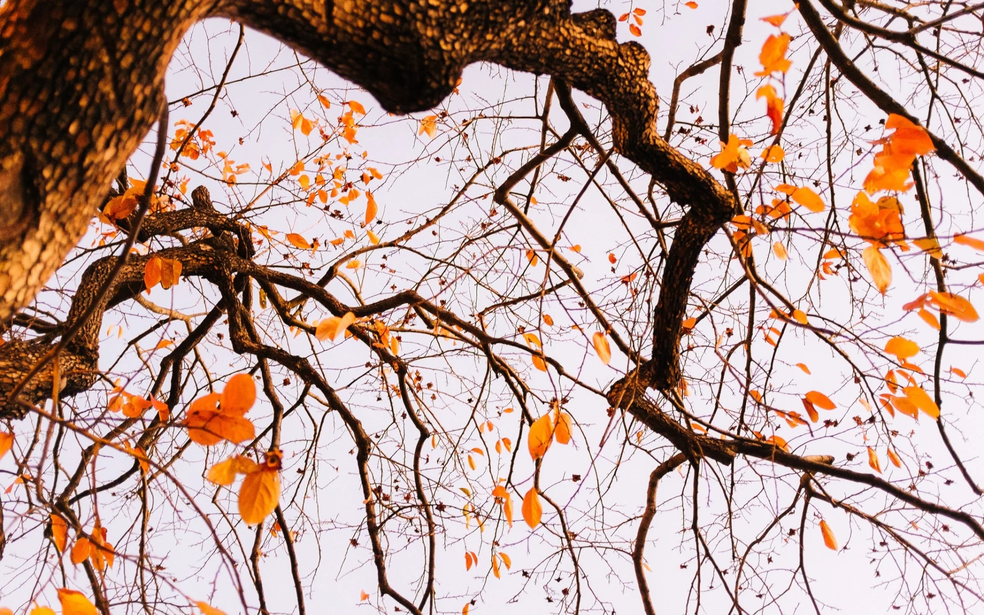 tree, autumn, leaves, branches