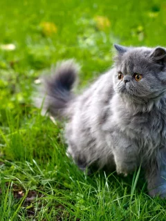 кошка, киса, кот