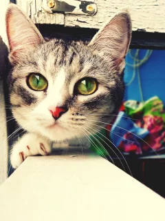 кошка, киса, кот