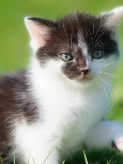 боке, взгляд, трава, малыш, котёнок