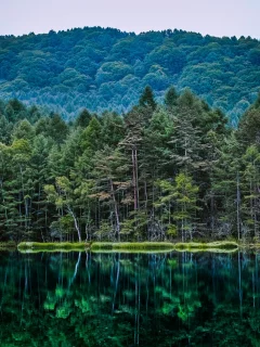 природа, леса, отражение, водоем