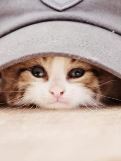 кепка, животное, взгляд, котёнок