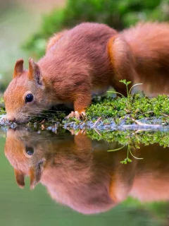 вода, мох, водоём, белка, грызун, природа, отражение, водопой, животное, зверёк