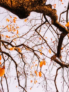 tree, autumn, leaves, branches