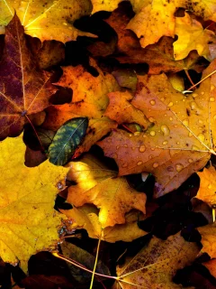 autumn, fall, drops, foliage