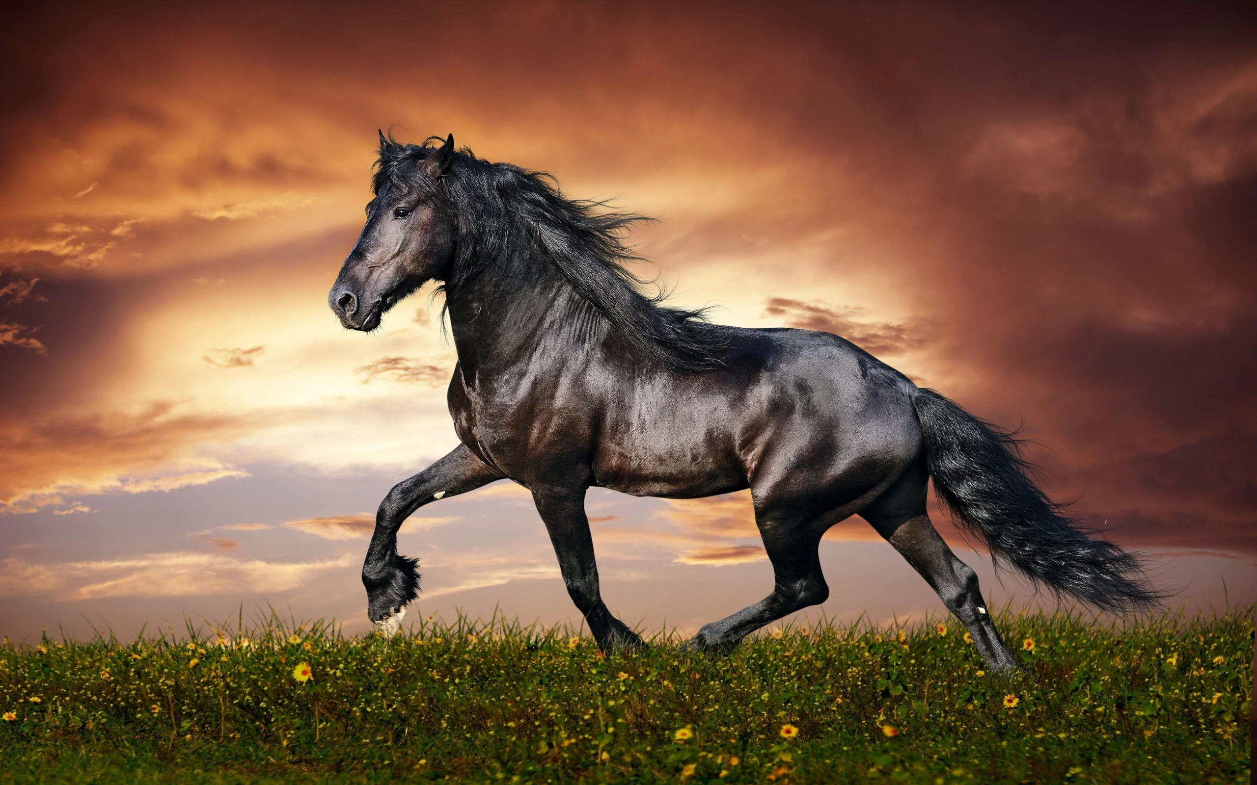 конь, жеребец, лошадь, луг, horse, stallion, horse, meadow, sun, summer, see, front, black, smile, flowers, field, sun, summer, see, nice, wide