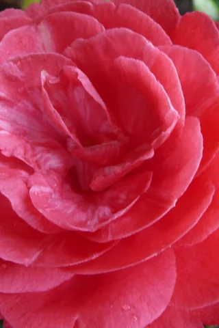 ho4hoj, camelia