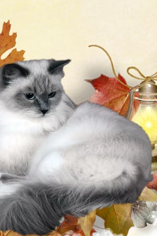 кошка, киса, кот
