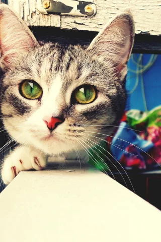 кошка, киса, кот