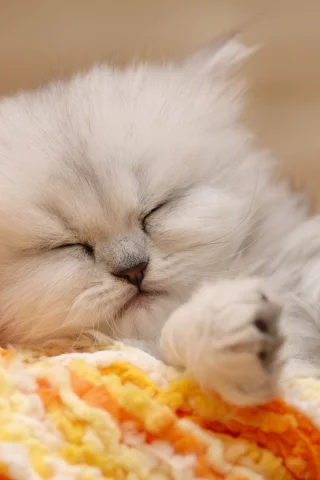 котенок, пушистый, лежать