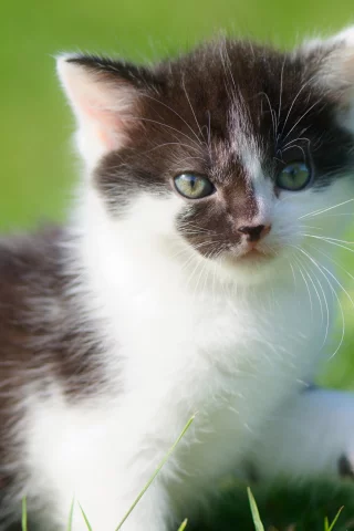 боке, взгляд, трава, малыш, котёнок