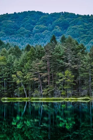 природа, леса, отражение, водоем