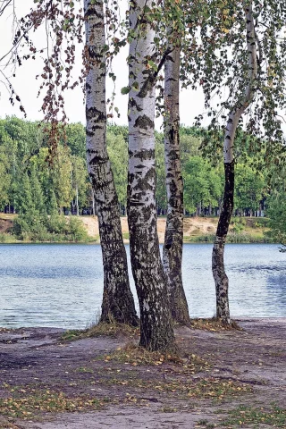 лес, берёзки, forest, birch, trees, river, sunrise, grass, green, leaves, mist, moss, day, trees, forest, fallen, park, green, nature, landscapes, trees, forest, trail, woods, leaves, sunrise, see, sun, day, summer, wide