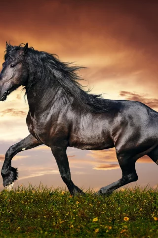 конь, жеребец, лошадь, луг, horse, stallion, horse, meadow, sun, summer, see, front, black, smile, flowers, field, sun, summer, see, nice, wide