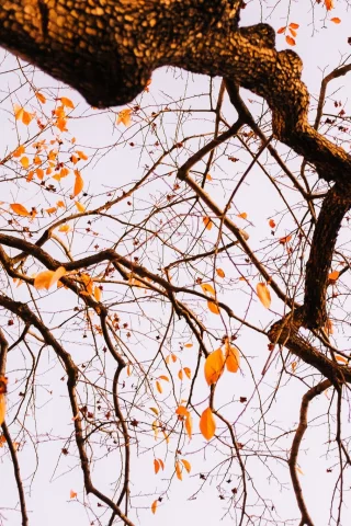 tree, autumn, leaves, branches