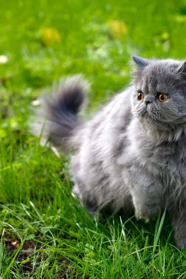 кошка, киса, кот