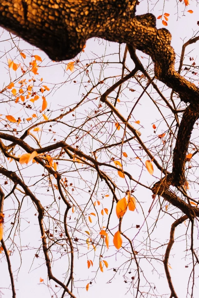 tree, autumn, leaves, branches