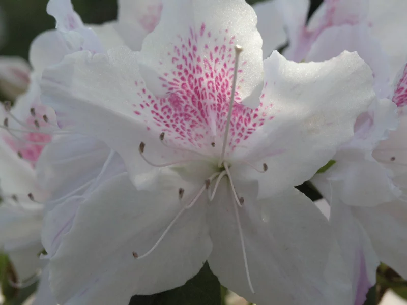 white, azalea