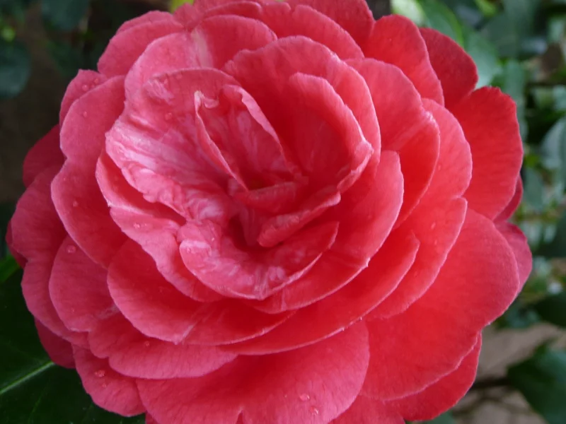 ho4hoj, camelia