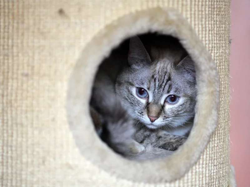 кошка, киса, кот