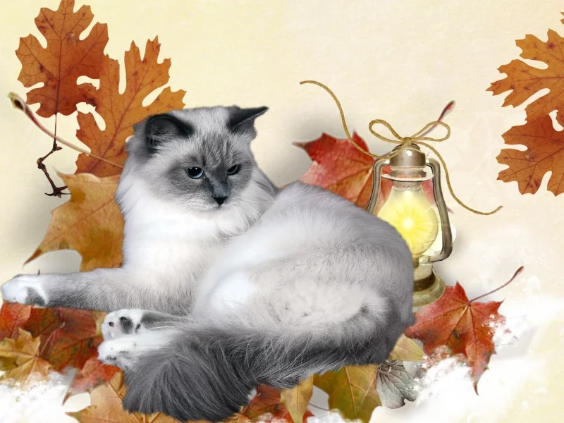 кошка, киса, кот